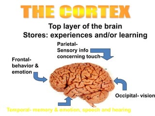 Top layer of the brain
Stores: experiences and/or learning
Frontal-
behavior &
emotion
Temporal- memory & emotion, speech and hearing
Occipital- vision
Parietal-
Sensory info
concerning touch
 