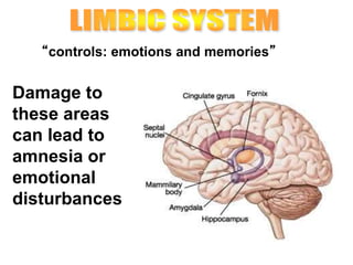 “controls: emotions and memories”
Damage to
these areas
can lead to
amnesia or
emotional
disturbances
 