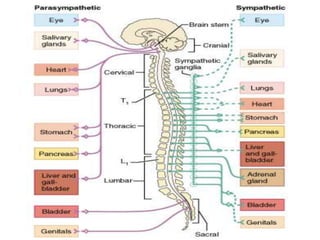 Unit 2 nervous system | PPTX