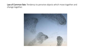 Law of Common fate: Tendency to perceive objects which move together and
change together.
 