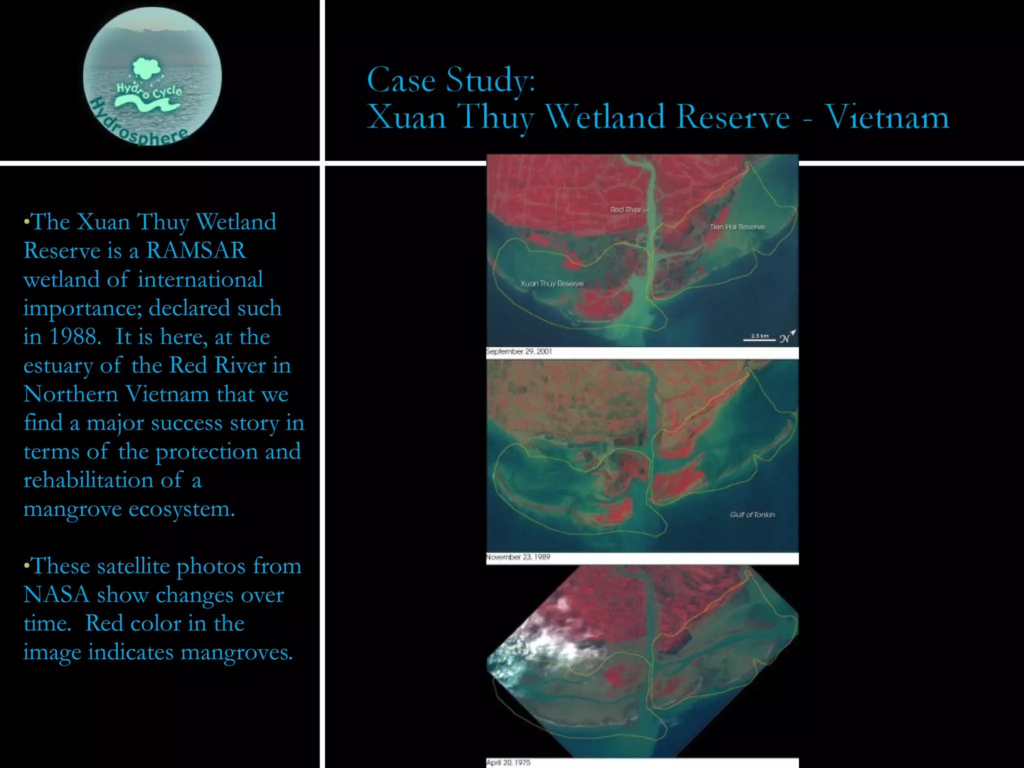 The Xuan Thuy Wetland Reserve is a RAMSAR wetland of international importance; declared such in 1988.  It is here, at the estuary of the Red River in Northern Vietnam that we find a major success story in terms of the protection and rehabilitation of a mangrove ecosystem.  These satellite photos from NASA show changes over time.  Red color in the image indicates mangroves. 