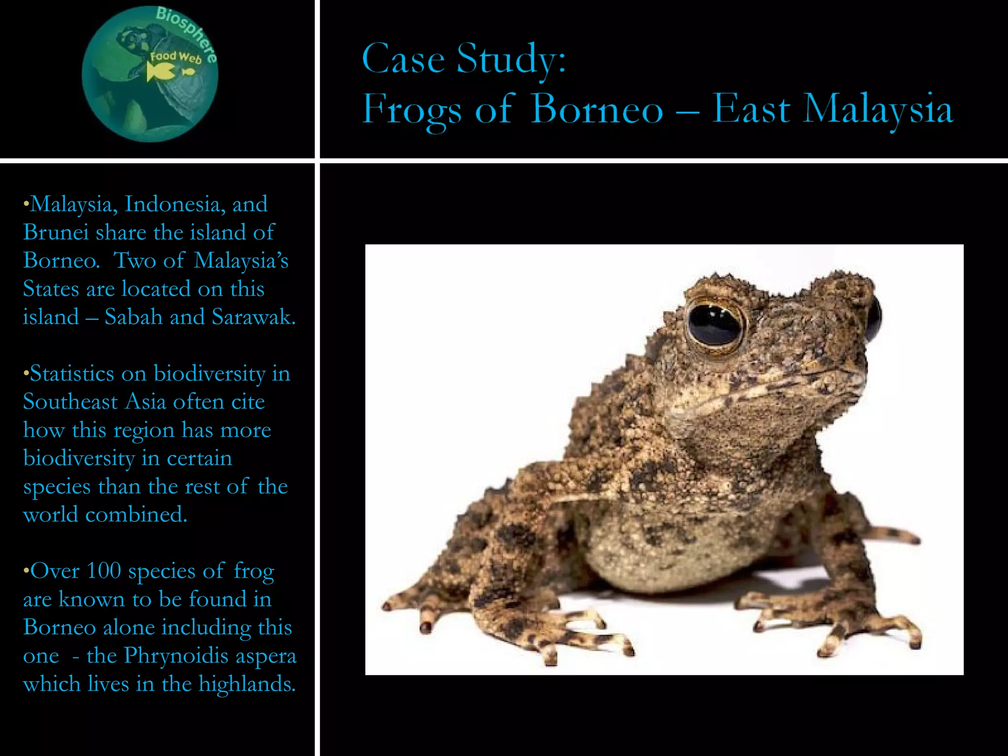 Malaysia, Indonesia, and Brunei share the island of Borneo.  Two of Malaysia’s States are located on this island – Sabah and Sarawak. Statistics on biodiversity in Southeast Asia often cite how this region has more biodiversity in certain species than the rest of the world combined. Over 100 species of frog are known to be found in Borneo alone including this one  - the Phrynoidis aspera which lives in the highlands. 