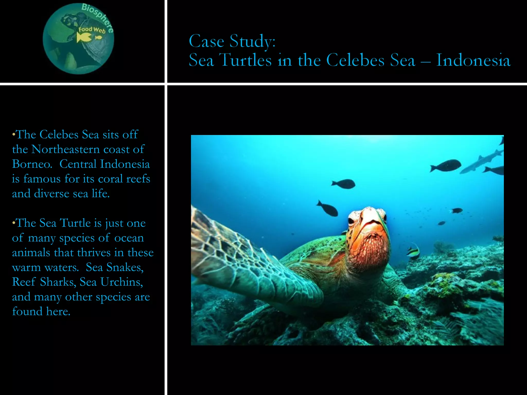 The Celebes Sea sits off the Northeastern coast of Borneo.  Central Indonesia is famous for its coral reefs and diverse sea life.  The Sea Turtle is just one of many species of ocean animals that thrives in these warm waters.  Sea Snakes, Reef Sharks, Sea Urchins, and many other species are found here. 