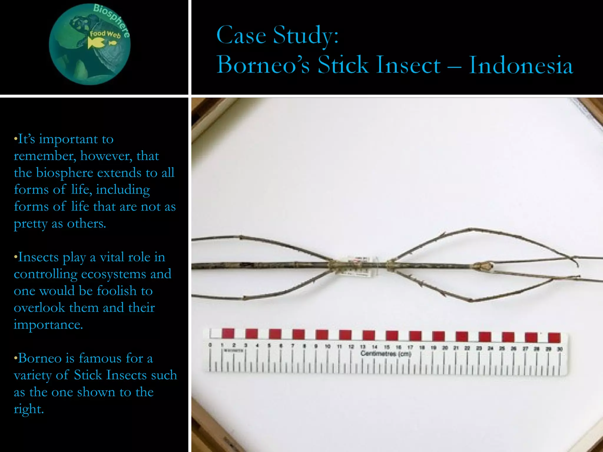 It’s important to remember, however, that the biosphere extends to all forms of life, including forms of life that are not as pretty as others. Insects play a vital role in controlling ecosystems and one would be foolish to overlook them and their importance. Borneo is famous for a variety of Stick Insects such as the one shown to the right. 