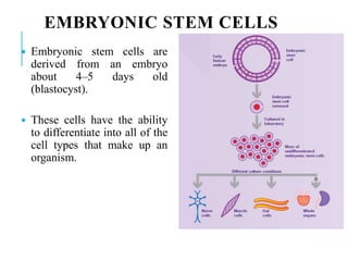EMBRYONIC STEM CELLS
 Embryonic stem cells are
derived from an embryo
about 4–5 days old
(blastocyst).
 These cells have the ability
to differentiate into all of the
cell types that make up an
organism.
 