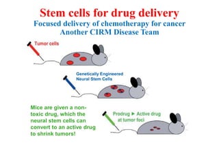 Stem cells for drug delivery
Focused delivery of chemotherapy for cancer
Another CIRM Disease Team
Genetically Engineered
Neural Stem Cells
Mice are given a non-
toxic drug, which the
neural stem cells can
convert to an active drug
to shrink tumors!
 
