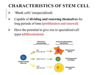 CHARACTERISTICS OF STEM CELL
 ‘Blank cells’ (unspecialized)
 Capable of dividing and renewing themselves for
long periods of time (proliferation and renewal)
 Have the potential to give rise to specialized cell
types (differentiation)
 
