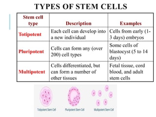 TYPES OF STEM CELLS
Stem cell
type Description Examples
Totipotent
Each cell can develop into
a new individual
Cells from early (1-
3 days) embryos
Pluripotent
Cells can form any (over
200) cell types
Some cells of
blastocyst (5 to 14
days)
Multipotent
Cells differentiated, but
can form a number of
other tissues
Fetal tissue, cord
blood, and adult
stem cells
 