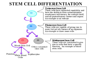 STEM CELL DIFFERENTIATION
 