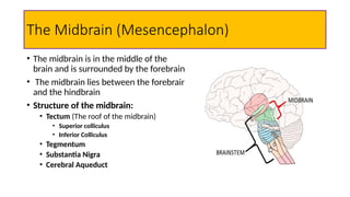 Nervous system The CNS & PNS presentation | PPTX