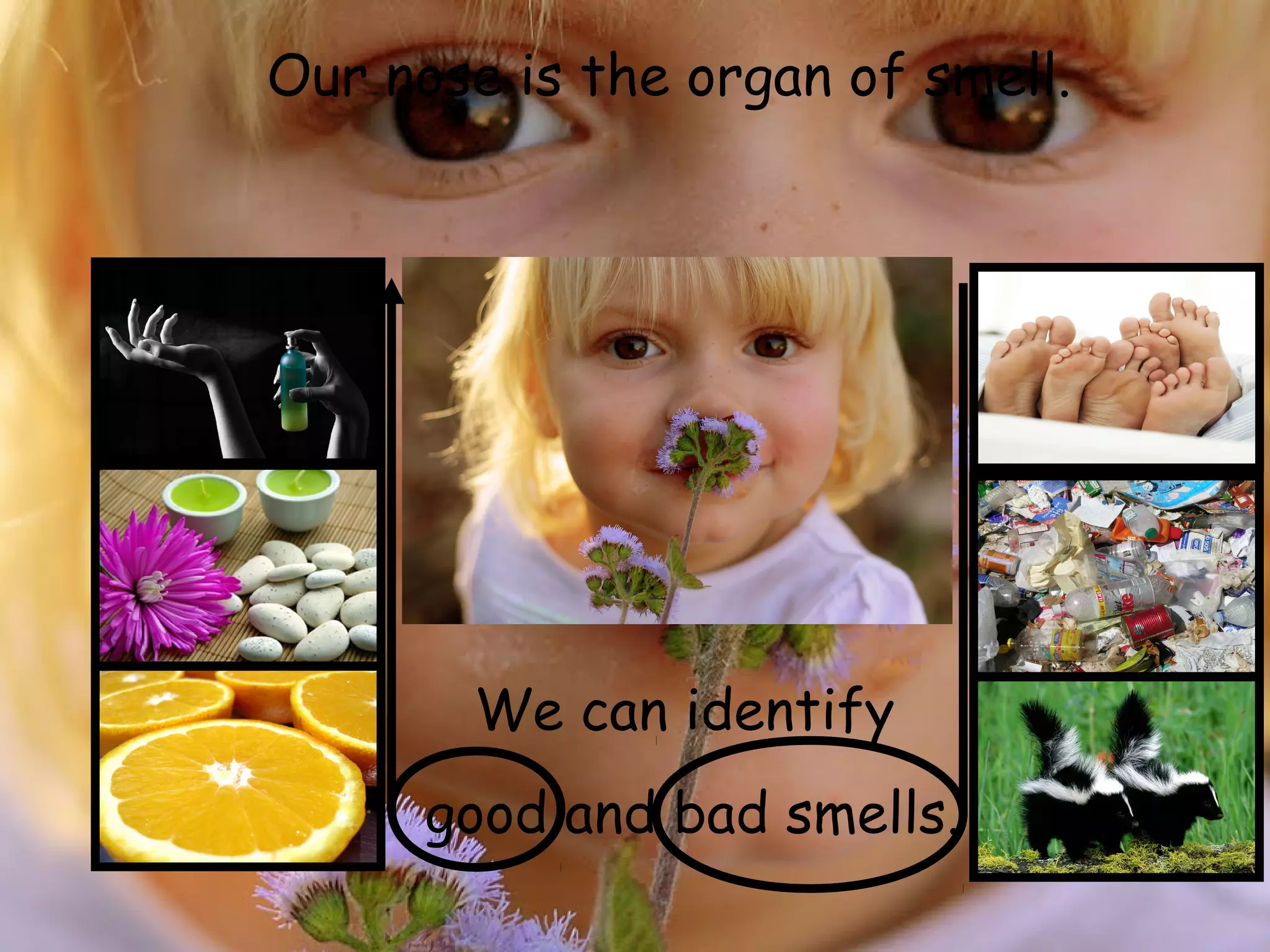 Our nose is the organ of smell.




       We can identify
      good and bad smells.
 