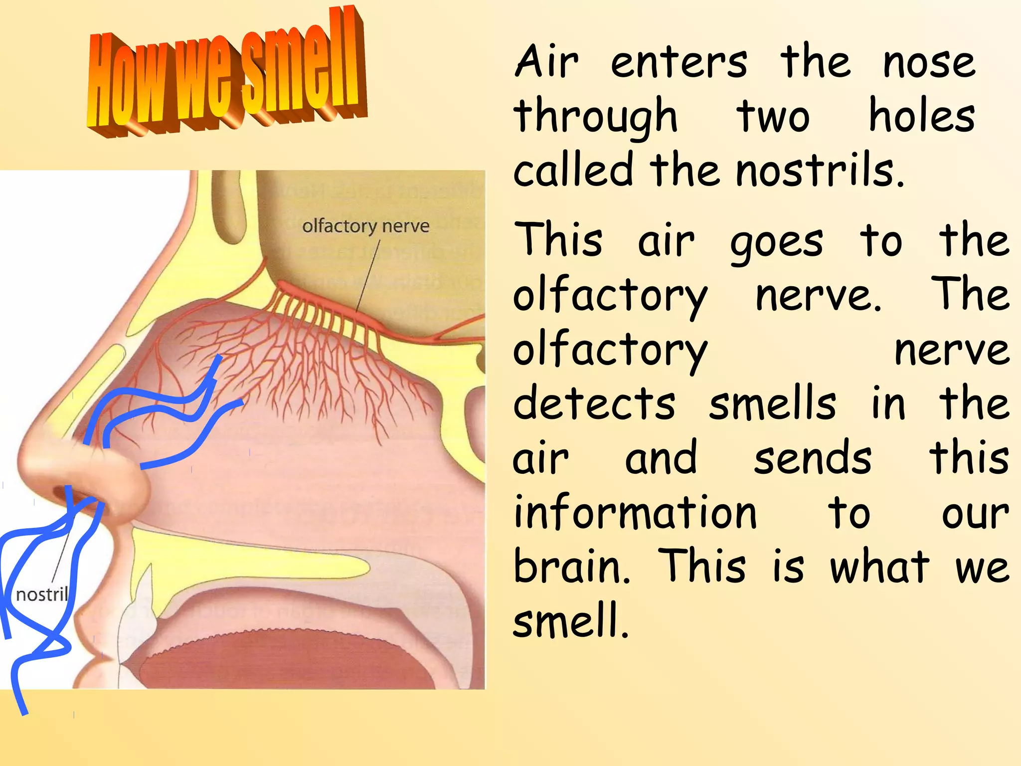 Air enters the nose
through two holes
called the nostrils.
This air goes to the
olfactory nerve. The
olfactory         nerve
detects smells in the
air and sends this
information    to   our
brain. This is what we
smell.
 