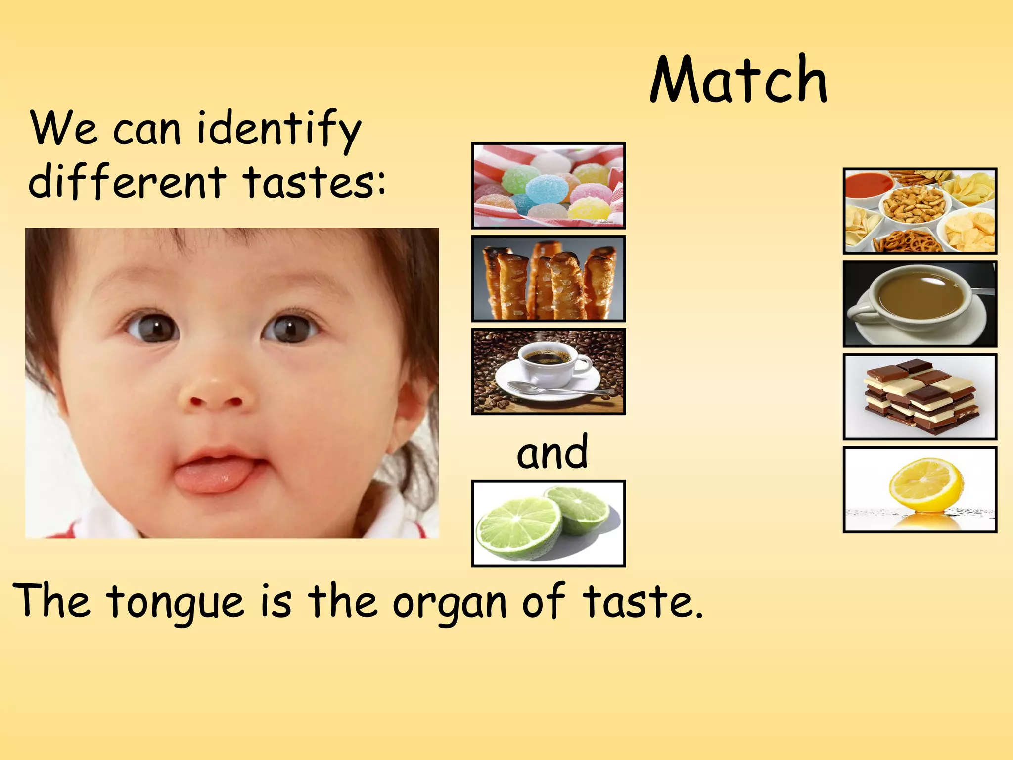 Match
We can identify
different tastes:     sweet
                      salty

                      bitter
                       and
                       sour
The tongue is the organ of taste.
 
