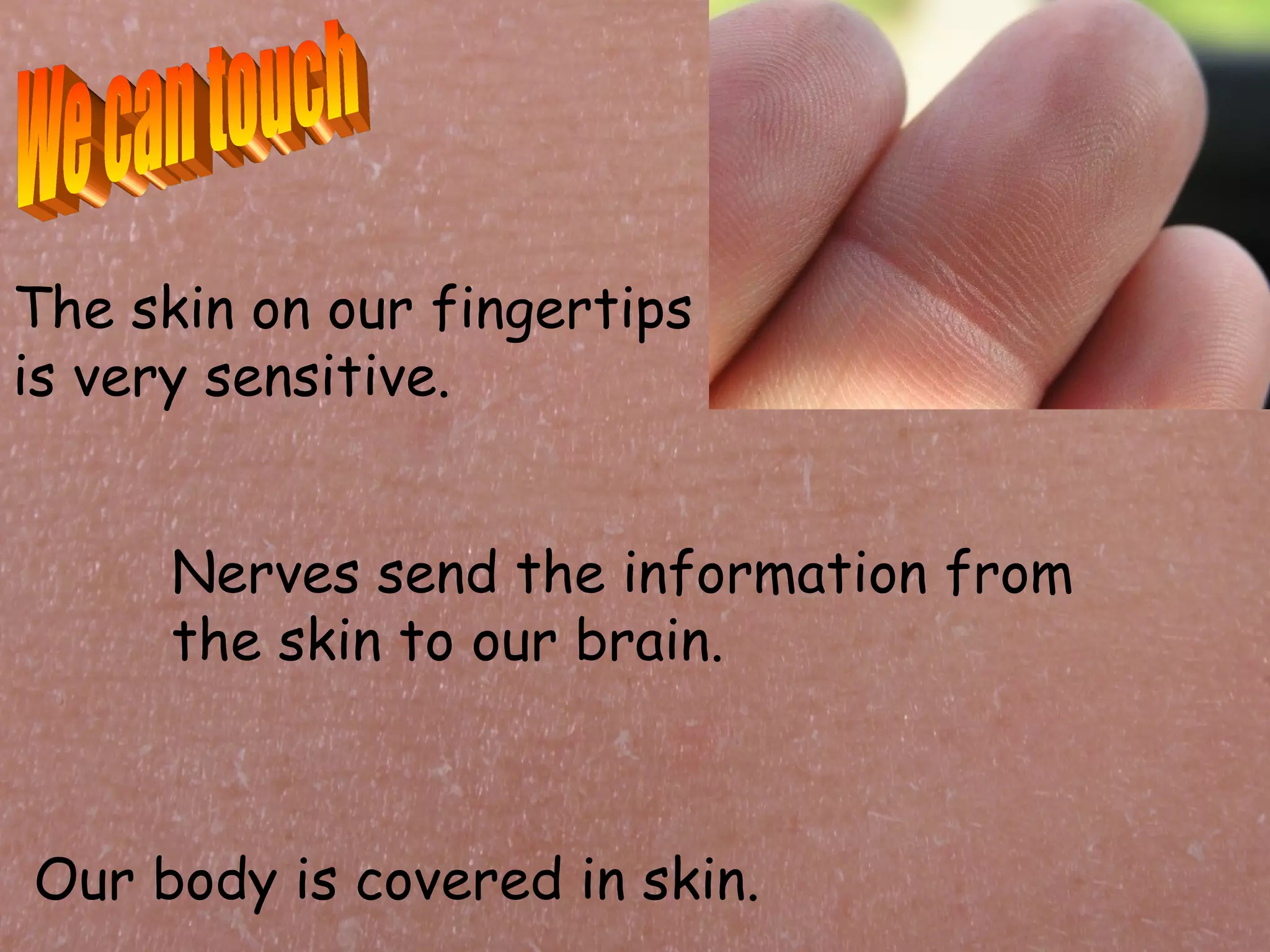 The skin on our fingertips
is very sensitive.


      Nerves send the information from
      the skin to our brain.



Our body is covered in skin.
 