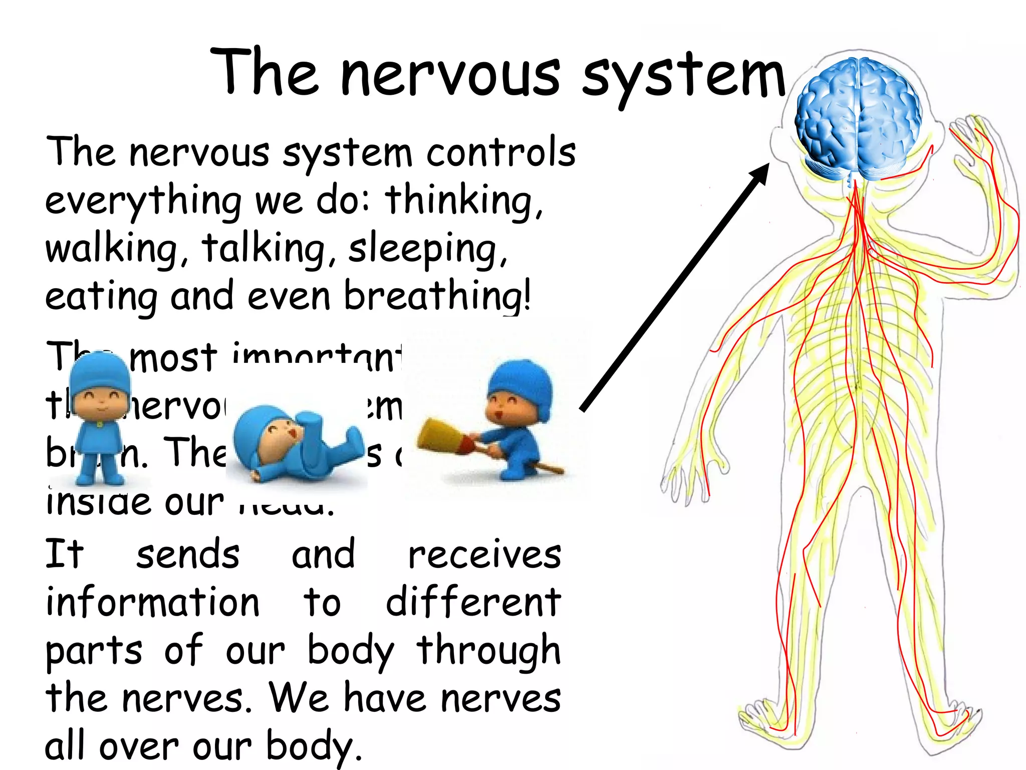 The nervous system
The nervous system controls
everything we do: thinking,
walking, talking, sleeping,
eating and even breathing!
The most important part of
the nervous system is our
brain. The brain is an organ
inside our head.
It sends and receives
information to different
parts of our body through
the nerves. We have nerves
all over our body.
 