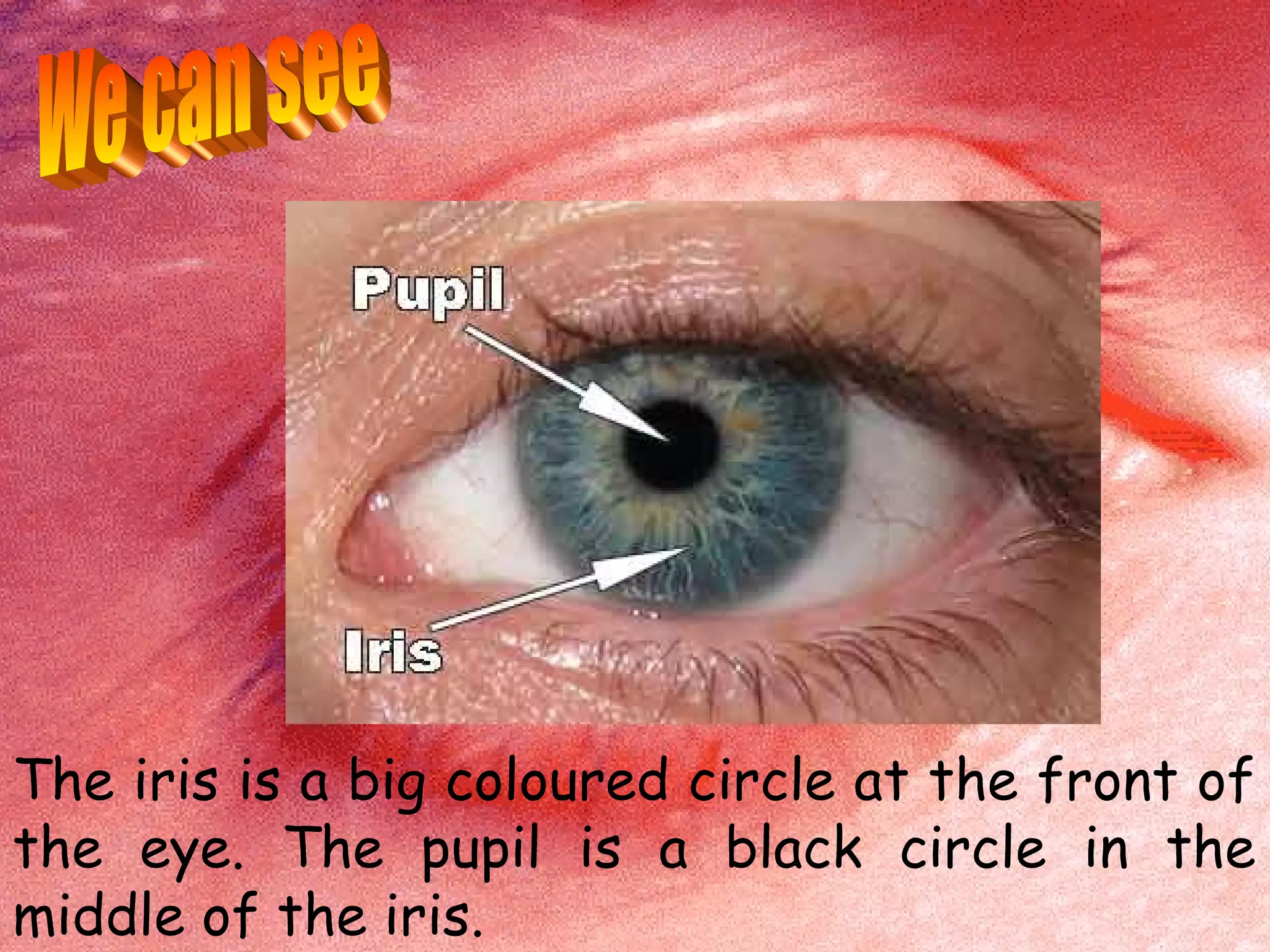 The iris is a big coloured circle at the front of
the eye. The pupil is a black circle in the
middle of the iris.
 
