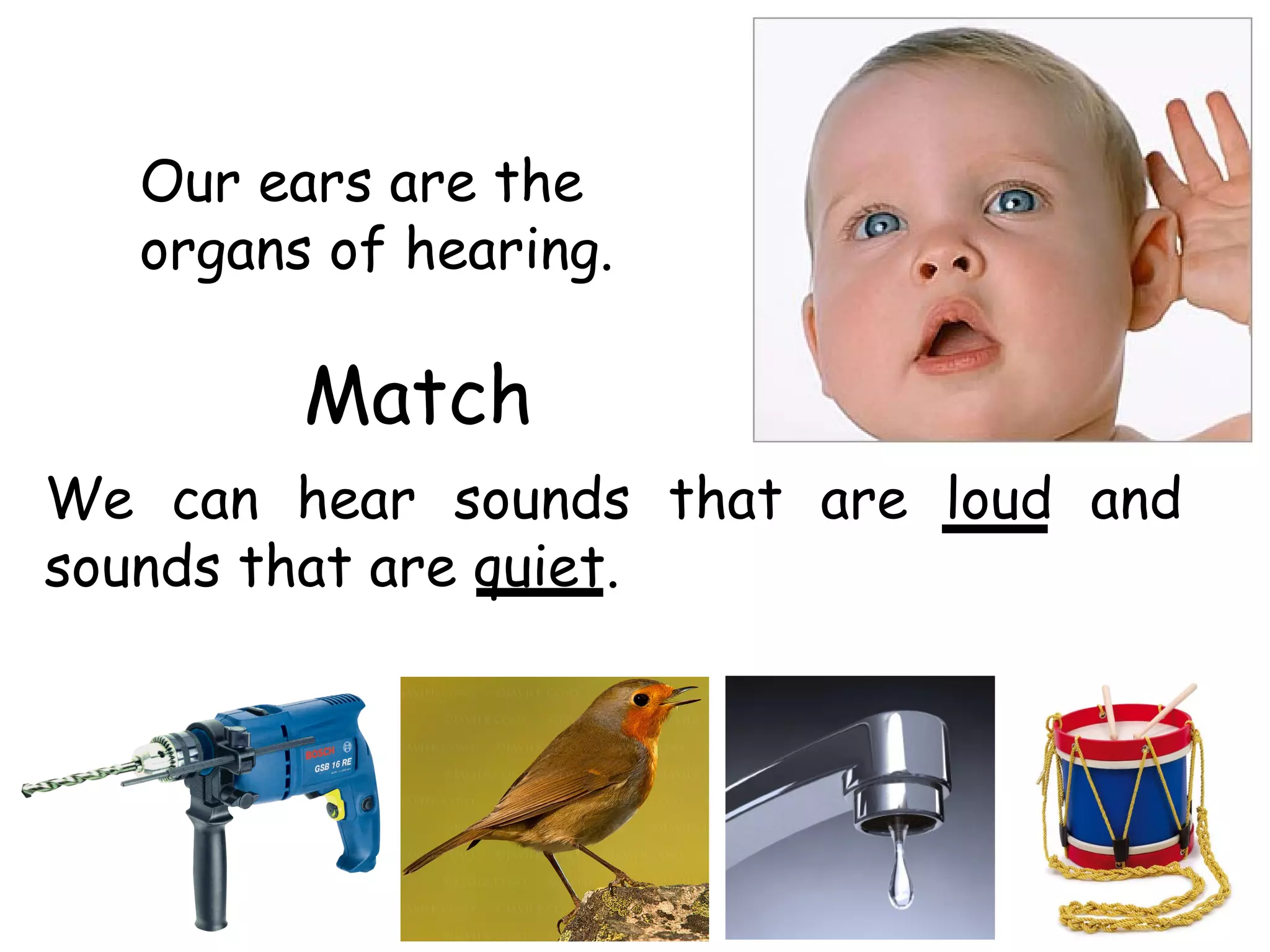 Our ears are the
   organs of hearing.

         Match
We can hear sounds that are loud and
sounds that are quiet.
 
