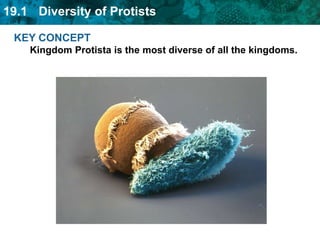 KEY CONCEPT Kingdom Protista is the most diverse of all the kingdoms. 