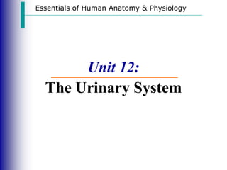 Essentials of Human Anatomy & Physiology
Unit 12:
The Urinary System
 