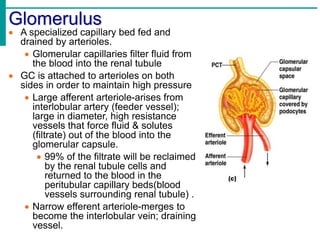 Glomerulus
 A specialized capillary bed fed and
drained by arterioles.
 Glomerular capillaries filter fluid from
the blood into the renal tubule
 GC is attached to arterioles on both
sides in order to maintain high pressure
 Large afferent arteriole-arises from
interlobular artery (feeder vessel);
large in diameter, high resistance
vessels that force fluid & solutes
(filtrate) out of the blood into the
glomerular capsule.
 99% of the filtrate will be reclaimed
by the renal tubule cells and
returned to the blood in the
peritubular capillary beds(blood
vessels surrounding renal tubule) .
 Narrow efferent arteriole-merges to
become the interlobular vein; draining
vessel.
 
