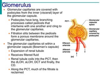 Glomerulus
 Glomerular capillaries are covered with
podocytes from the inner (visceral) layer of
the glomerular capsule.
 Podocytes have long, branching
processes called pedicels that
intertwine with one another and cling to
the glomerular capillaries.
 Filtration slits between the pedicels
form a porous membrane around the
glomerular capillaries.
 The glomerular capillaries sit within a
glomerular capsule (Bowman’s capsule)
 Expansion of renal tubule
 Receives filtered fluid
 Renal tubule coils into the PCT, then
the dLOH, aLOH, DCT and finally, the
CD.
 Along the PCT, much of the filtrate is
reclaimed
 