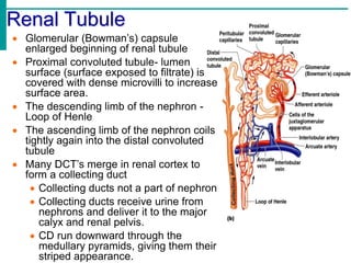 Renal Tubule
 Glomerular (Bowman’s) capsule
enlarged beginning of renal tubule
 Proximal convoluted tubule- lumen
surface (surface exposed to filtrate) is
covered with dense microvilli to increase
surface area.
 The descending limb of the nephron -
Loop of Henle
 The ascending limb of the nephron coils
tightly again into the distal convoluted
tubule
 Many DCT’s merge in renal cortex to
form a collecting duct
 Collecting ducts not a part of nephron
 Collecting ducts receive urine from
nephrons and deliver it to the major
calyx and renal pelvis.
 CD run downward through the
medullary pyramids, giving them their
striped appearance.
 