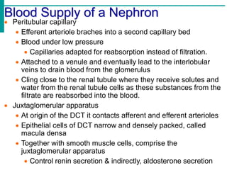 Blood Supply of a Nephron
 Peritubular capillary
 Efferent arteriole braches into a second capillary bed
 Blood under low pressure
 Capillaries adapted for reabsorption instead of filtration.
 Attached to a venule and eventually lead to the interlobular
veins to drain blood from the glomerulus
 Cling close to the renal tubule where they receive solutes and
water from the renal tubule cells as these substances from the
filtrate are reabsorbed into the blood.
 Juxtaglomerular apparatus
 At origin of the DCT it contacts afferent and efferent arterioles
 Epithelial cells of DCT narrow and densely packed, called
macula densa
 Together with smooth muscle cells, comprise the
juxtaglomerular apparatus
 Control renin secretion & indirectly, aldosterone secretion
 