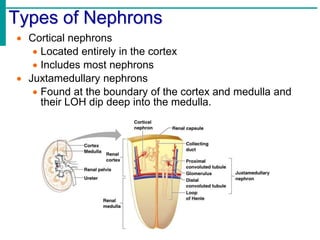 Types of Nephrons
 Cortical nephrons
 Located entirely in the cortex
 Includes most nephrons
 Juxtamedullary nephrons
 Found at the boundary of the cortex and medulla and
their LOH dip deep into the medulla.
 