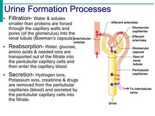 Urine Formation Processes
 Filtration- Water & solutes
smaller than proteins are forced
through the capillary walls and
pores (of the glomerulus) into the
renal tubule (Bowman’s capsule).
 Reabsorption- Water, glucose,
amino acids & needed ions are
transported out of the filtrate into
the peritubular capillary cells and
then enter the capillary blood.
 Secretion- Hydrogen ions,
Potassium ions, creatinine & drugs
are removed from the peritubular
capillaries (blood) and secreted by
the peritubular capillary cells into
the filtrate.
 