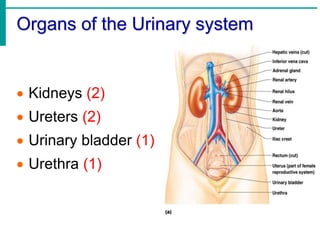 Organs of the Urinary system
 Kidneys (2)
 Ureters (2)
 Urinary bladder (1)
 Urethra (1)
 
