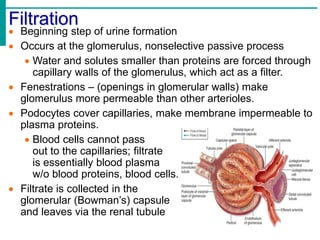 Filtration
 Beginning step of urine formation
 Occurs at the glomerulus, nonselective passive process
 Water and solutes smaller than proteins are forced through
capillary walls of the glomerulus, which act as a filter.
 Fenestrations – (openings in glomerular walls) make
glomerulus more permeable than other arterioles.
 Podocytes cover capillaries, make membrane impermeable to
plasma proteins.
 Blood cells cannot pass
out to the capillaries; filtrate
is essentially blood plasma
w/o blood proteins, blood cells.
 Filtrate is collected in the
glomerular (Bowman’s) capsule
and leaves via the renal tubule
 