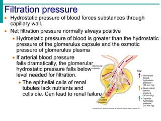 Filtration pressure
 Hydrostatic pressure of blood forces substances through
capillary wall.
 Net filtration pressure normally always positive
 Hydrostatic pressure of blood is greater than the hydrostatic
pressure of the glomerulus capsule and the osmotic
pressure of glomerulus plasma
 If arterial blood pressure
falls dramatically, the glomerular
hydrostatic pressure falls below
level needed for filtration.
 The epithelial cells of renal
tubules lack nutrients and
cells die. Can lead to renal failure.
 