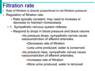 Filtration rate
 Rate of filtration is directly proportional to net filtration pressure.
 Regulation of filtration rate
 Rate typically constant; may need to increase or
decrease to maintain homeostasis
 1. Sympathetic nervous system reflexes
 Respond to drops in blood pressure and blood volume
As pressure drops, sympathetic nerves cause
vasoconstriction of afferent arterioles.
Decreases rate of filtration
Less urine produced, water is conserved
As pressure rises, sympathetic nerves cause
vasoconstriction of efferent arterioles.
Increases rate of filtration
More urine produced, water is removed
 