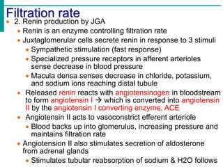 Filtration rate
 2. Renin production by JGA
 Renin is an enzyme controlling filtration rate
 Juxtaglomerular cells secrete renin in response to 3 stimuli
 Sympathetic stimulation (fast response)
 Specialized pressure receptors in afferent arterioles
sense decrease in blood pressure
 Macula densa senses decrease in chloride, potassium,
and sodium ions reaching distal tubule
 Released renin reacts with angiotensinogen in bloodstream
to form angiotensin I  which is converted into angiotensin
II by the angiotensin I converting enzyme, ACE
 Angiotensin II acts to vasoconstrict efferent arteriole
 Blood backs up into glomerulus, increasing pressure and
maintains filtration rate
 Angiotension II also stimulates secretion of aldosterone
from adrenal glands
 Stimulates tubular reabsorption of sodium & H2O follows
 