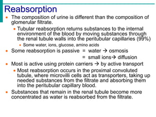 Reabsorption
 The composition of urine is different than the composition of
glomerular filtrate.
 Tubular reabsorption returns substances to the internal
environment of the blood by moving substances through
the renal tubule walls into the peritubular capillaries (99%)
 Some water, ions, glucose, amino acids
 Some reabsorption is passive = water  osmosis
= small ions diffusion
 Most is active using protein carriers  by active transport
 Most reabsorption occurs in the proximal convoluted
tubule, where microvilli cells act as transporters, taking up
needed substances from the filtrate and absorbing them
into the peritubular capillary blood.
 Substances that remain in the renal tubule become more
concentrated as water is reabsorbed from the filtrate.
 