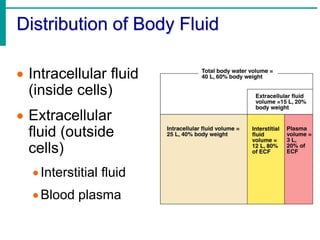 Distribution of Body Fluid
 Intracellular fluid
(inside cells)
 Extracellular
fluid (outside
cells)
Interstitial fluid
Blood plasma
 