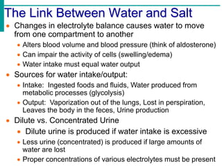 The Link Between Water and Salt
 Changes in electrolyte balance causes water to move
from one compartment to another
 Alters blood volume and blood pressure (think of aldosterone)
 Can impair the activity of cells (swelling/edema)
 Water intake must equal water output
 Sources for water intake/output:
 Intake: Ingested foods and fluids, Water produced from
metabolic processes (glycolysis)
 Output: Vaporization out of the lungs, Lost in perspiration,
Leaves the body in the feces, Urine production
 Dilute vs. Concentrated Urine
 Dilute urine is produced if water intake is excessive
 Less urine (concentrated) is produced if large amounts of
water are lost
 Proper concentrations of various electrolytes must be present
 