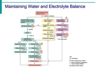 Maintaining Water and Electrolyte Balance
 