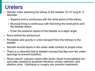 Ureters
 Slender tubes attaching the kidney to the bladder 10-12” long & ¼”
diameter
 Superior end is continuous with the renal pelvis of the kidney
 Mucosal lining is continuous with that lining the renal pelvis and
the bladder below.
 Enter the posterior aspect of the bladder at a slight angle
 Runs behind the peritoneum
 Peristalsis aids gravity in urine transport from the kidneys to the
bladder.
 Smooth muscle layers in the ureter walls contract to propel urine.
 There is a valve-like fold of bladder mucosa that flap over the ureter
openings to prevent backflow.
 Renal calculi= calculus means little stone; result of precipitated uric
acid salts created by bacterial infections, urinary retention, and
alkaline urine. Lithotripsy or surgery are common treatments.
 