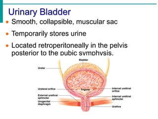 Urinary Bladder
 Smooth, collapsible, muscular sac
 Temporarily stores urine
 Located retroperitoneally in the pelvis
posterior to the pubic symphysis.
 