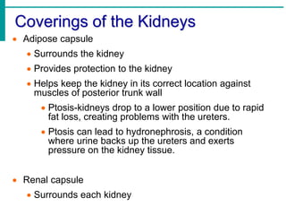 Coverings of the Kidneys
 Adipose capsule
 Surrounds the kidney
 Provides protection to the kidney
 Helps keep the kidney in its correct location against
muscles of posterior trunk wall
 Ptosis-kidneys drop to a lower position due to rapid
fat loss, creating problems with the ureters.
 Ptosis can lead to hydronephrosis, a condition
where urine backs up the ureters and exerts
pressure on the kidney tissue.
 Renal capsule
 Surrounds each kidney
 