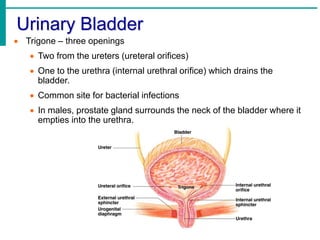 Urinary Bladder
 Trigone – three openings
 Two from the ureters (ureteral orifices)
 One to the urethra (internal urethral orifice) which drains the
bladder.
 Common site for bacterial infections
 In males, prostate gland surrounds the neck of the bladder where it
empties into the urethra.
 