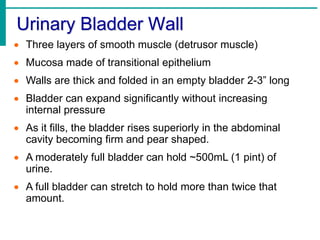 Urinary Bladder Wall
 Three layers of smooth muscle (detrusor muscle)
 Mucosa made of transitional epithelium
 Walls are thick and folded in an empty bladder 2-3” long
 Bladder can expand significantly without increasing
internal pressure
 As it fills, the bladder rises superiorly in the abdominal
cavity becoming firm and pear shaped.
 A moderately full bladder can hold ~500mL (1 pint) of
urine.
 A full bladder can stretch to hold more than twice that
amount.
 