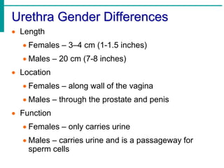 Urethra Gender Differences
 Length
 Females – 3–4 cm (1-1.5 inches)
 Males – 20 cm (7-8 inches)
 Location
 Females – along wall of the vagina
 Males – through the prostate and penis
 Function
 Females – only carries urine
 Males – carries urine and is a passageway for
sperm cells
 