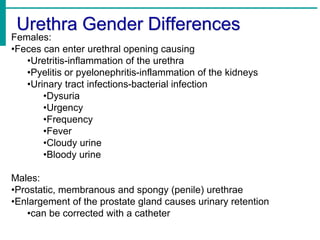 Urethra Gender Differences
Females:
•Feces can enter urethral opening causing
•Uretritis-inflammation of the urethra
•Pyelitis or pyelonephritis-inflammation of the kidneys
•Urinary tract infections-bacterial infection
•Dysuria
•Urgency
•Frequency
•Fever
•Cloudy urine
•Bloody urine
Males:
•Prostatic, membranous and spongy (penile) urethrae
•Enlargement of the prostate gland causes urinary retention
•can be corrected with a catheter
 