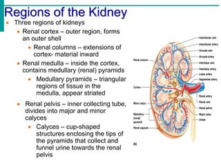 Regions of the Kidney
 Three regions of kidneys
 Renal cortex – outer region, forms
an outer shell
 Renal columns – extensions of
cortex- material inward
 Renal medulla – inside the cortex,
contains medullary (renal) pyramids
 Medullary pyramids – triangular
regions of tissue in the
medulla, appear striated
 Renal pelvis – inner collecting tube,
divides into major and minor
calyces
 Calyces – cup-shaped
structures enclosing the tips of
the pyramids that collect and
funnel urine towards the renal
pelvis
 