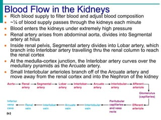 Blood Flow in the Kidneys
 Rich blood supply to filter blood and adjust blood composition
 ~¼ of blood supply passes through the kidneys each minute
 Blood enters the kidneys under extremely high pressure
 Renal artery arises from abdominal aorta, divides into Segmental
artery at hilus
 Inside renal pelvis, Segmental artery divides into Lobar artery, which
branch into Interlobar artery travelling thru the renal column to reach
the renal cortex
 At the medulla-cortex junction, the Interlobar artery curves over the
medullary pyramids as the Arcuate artery.
 Small Interlobular arterioles branch off of the Arcuate artery and
move away from the renal cortex and into the Nephron of the kidney
 