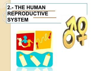2.- THE HUMAN 
REPRODUCTIVE 
SYSTEM 
 