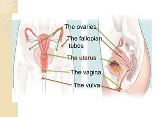 The ovaries 
The fallopian 
tubes 
The uterus 
The vagina 
The vulva 
 