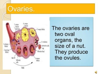 Ovaries. 
The ovaries are 
two oval 
organs, the 
size of a nut. 
They produce 
the ovules. 
 